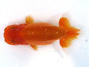 愛魚会　第一回研究会　五位　目黒康弘