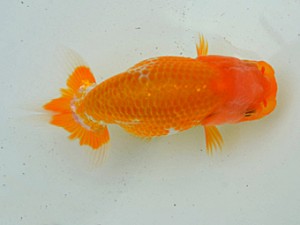 房総らんちう会　第一回研究会　一位　藤川賢二