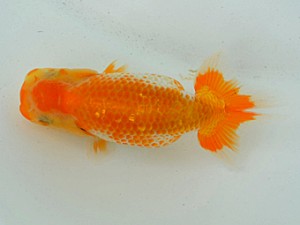 房総らんちう会　第一回研究会　二位　秋元和男