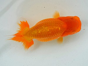 房総らんちう会　第一回研究会　三位　秋元和男