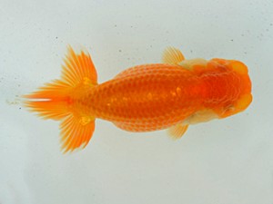 房総らんちう会　第一回研究会　四位　大渕　功