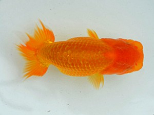 房総らんちう会　第一回研究会　五位　藤川賢二