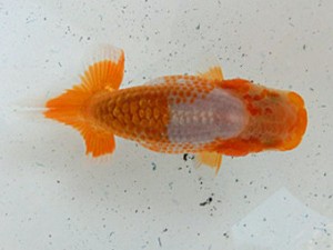 金魚文化連合会　当歳魚研究会　東大関　後藤邦彦
