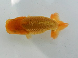 金魚文化連合会　当歳魚研究会　西大関　植田春寿
