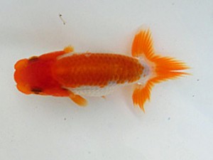 金魚文化連合会　当歳魚研究会　立行司　神谷正基
