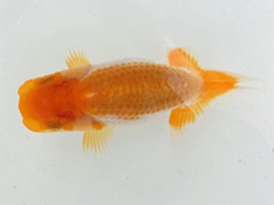 金魚文化連合会　当歳魚研究会　東取締　井上廣太
