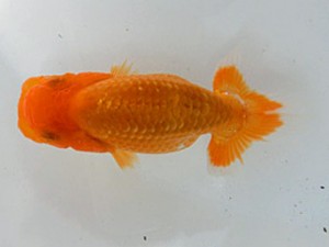 金魚文化連合会　当歳魚研究会　西取締　植田春寿
