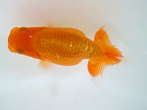 宮城伊達・山形らんちう会合同研究会　1席　高橋正範（白石市）