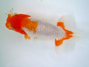 宮城伊達・山形らんちう会合同研究会　2席　飯島紳一（静岡）