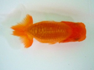 宮城伊達・山形らんちう会合同研究会　3席　黒はばき浩之（福島）