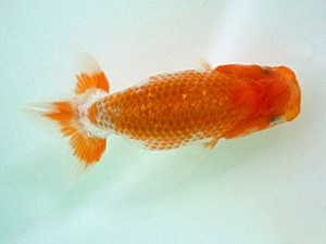 宮城伊達・山形らんちう会合同研究会　5席　小林一仁（福島）