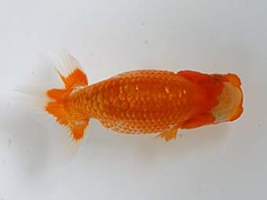 愛媛らん友会　研究会　東大関　佐々木勝利(松山）