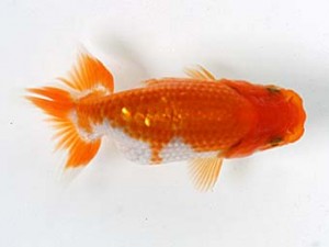 愛媛らん友会　研究会　取締一　平田哲也(徳島）
