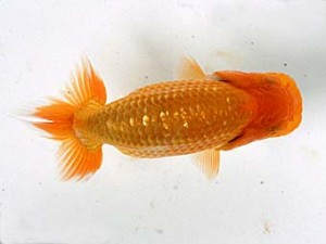 愛媛らん友会　研究会　取締二　堀田博志(松山）
