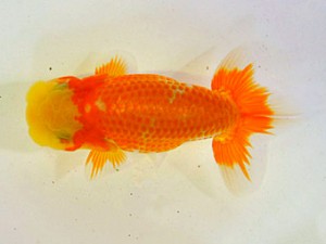 広島らんちゅう会　第6回研究会　西大関　子川時正