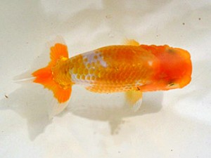 広島らんちゅう会　第6回研究会　立行司　岩崎真樹子