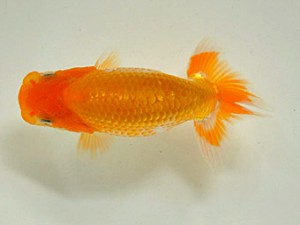 広島らんちゅう会　第6回研究会　東取締　賀谷和大