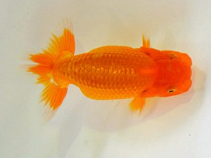 広島らんちゅう会　第6回研究会　西取締　福田幸太郎