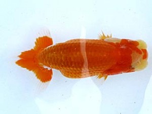 観栄らんちう会 第二回研究会 1位 田島 貢 観栄らんちう会 第二回研究会 1位 田島 貢