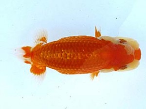 観栄らんちう会 第二回研究会 2位 鈴木和男 観栄らんちう会 第二回研究会 2位 鈴木和男