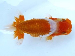 観栄らんちう会 第二回研究会 3位 松田力三 観栄らんちう会 第二回研究会 3位 松田力三