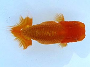 観栄らんちう会 第二回研究会 4位 安藤 寛 観栄らんちう会 第二回研究会 4位 安藤 寛