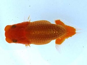 観栄らんちう会 第二回研究会 1位 飯島紳一 観栄らんちう会 第二回研究会 1位 飯島紳一