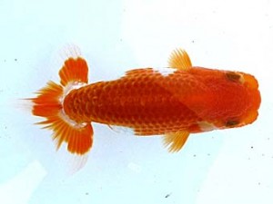 観栄らんちう会 第二回研究会 2位 小山徹志 観栄らんちう会 第二回研究会 2位 小山徹志