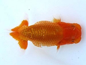 観栄らんちう会 第二回研究会 3位 飯島紳一 観栄らんちう会 第二回研究会 3位 飯島紳一