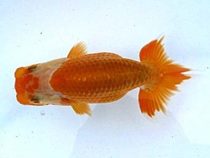 観栄らんちう会 第二回研究会 4位 小山徹志 観栄らんちう会 第二回研究会 4位 小山徹志