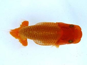 観栄らんちう会 第二回研究会 5位 飯島紳一 観栄らんちう会 第二回研究会 5位 飯島紳一