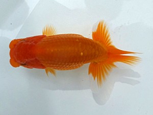 観魚会　第一回研究会　東大関　酒井　昇