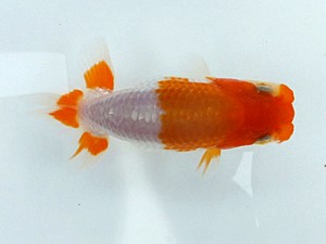 観魚会　第一回研究会　立行司　安中　浩