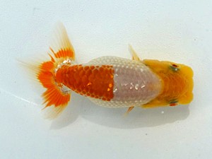 観魚会　第一回研究会　取締一　亀山二三男