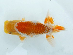 観魚会　第一回研究会　取締二　齋藤一成