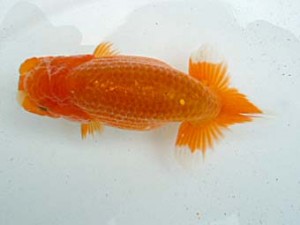 観友らんちう会　第一回研究会　1位　石戸　亨