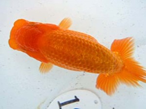 観友らんちう会　第一回研究会　2位　近江谷　潤