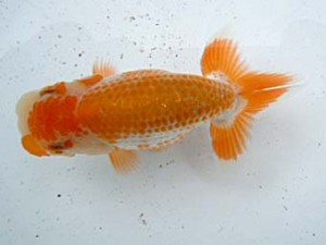 観友らんちう会　第一回研究会　3位　渡邉欣弥