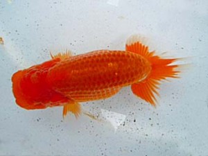 観友らんちう会　第一回研究会　4位　梅山敏明