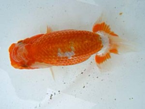 観友らんちう会　第一回研究会　5位　相馬健一