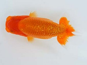 錦蘭会　夏季品評大会　東大関　植松　啓　新宮