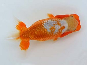 錦蘭会　夏季品評大会　西大関　植松　啓　新宮