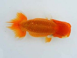 錦蘭会　夏季品評大会　立行司　小林保治　堺