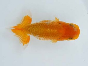 錦蘭会　夏季品評大会　取締二　内田　扶　御坊