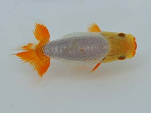 錦蘭会　夏季品評大会　東大関　牧　敬剛　新宮