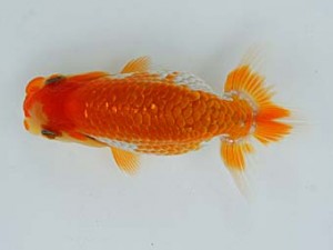 錦蘭会　夏季品評大会　西大関　岸崎朋生　新宮