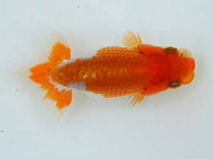 錦蘭会　夏季品評大会　立行司　篠原勝志　守口