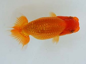 錦蘭会　夏季品評大会　取締一　村田達夫　守口