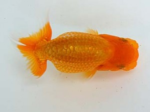 錦蘭会　夏季品評大会　取締二　朝岡昌和　守口