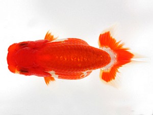 錦友会　第一回研究会　東大関　河内広明